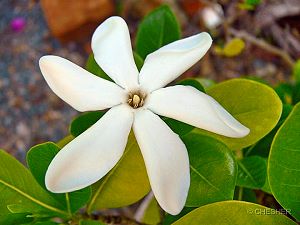 Tiare flower of Polynesia
