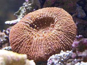 Artichoke Coral, lagoon and reef
