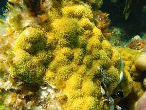 Mustard hill corals