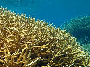 Staghorn Coral, lagoon and reef