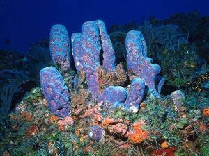 Tube coral, lagoon and reef