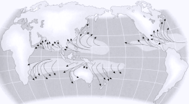Global trajectories of cyclones, typhoons