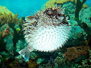 Balloonfish, Spotted spiny puffer, Porcupinefish