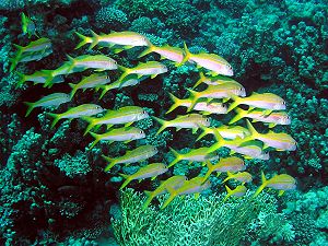 Yellowfin goatfish