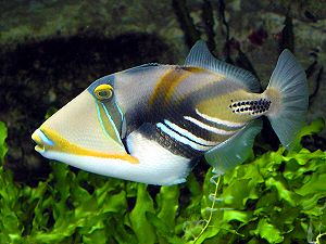Wedge-tail triggerfish