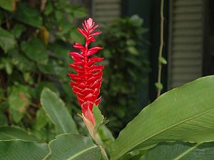 Red Balisier heliconia