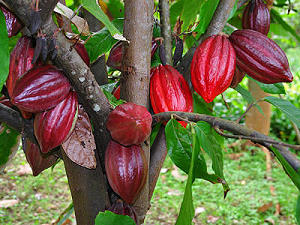 Cocoa tree, cocoa bean tree for chocolate