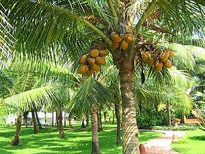 Coconut trees and cocos